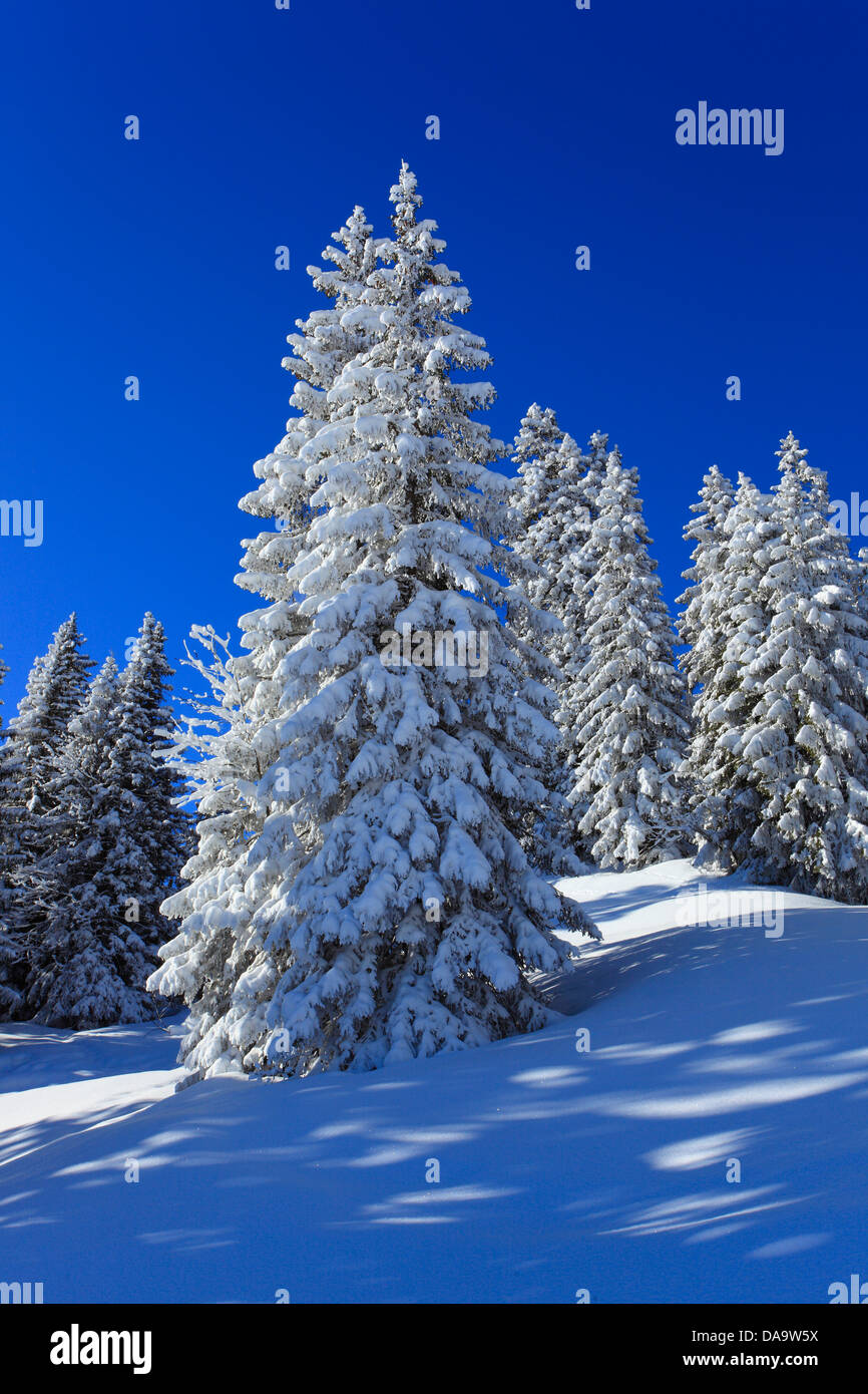 Alps, trees, spruce, spruces, sky, snow, Switzerland, Europe, sun, sunshine, fir, firs, wood, forest, winter, alpine, blue, sunn Stock Photo