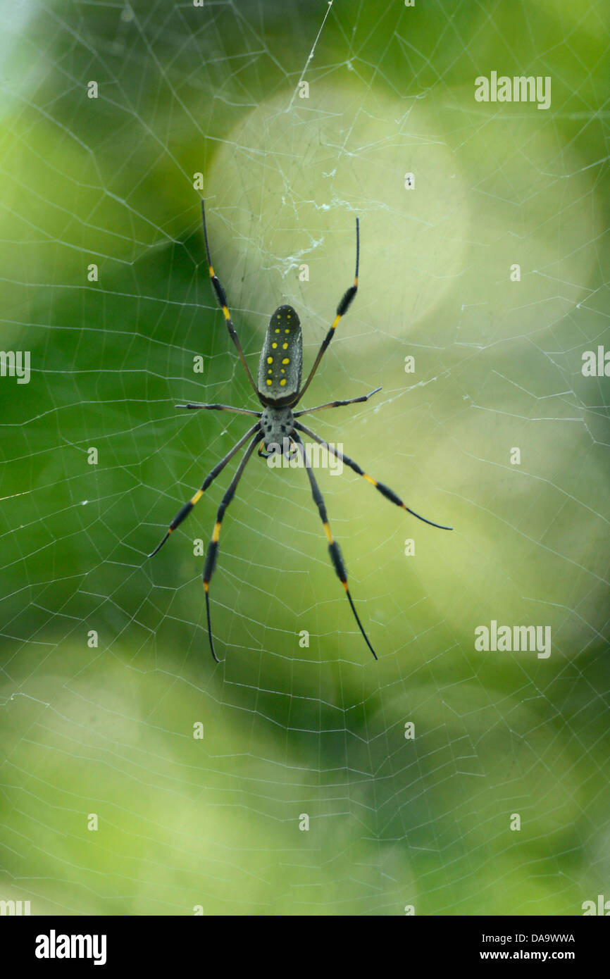 Central America, Costa Rica, nature, spider, Corcovado, National Park, Osa Peninsula, Puntarenas, Stock Photo