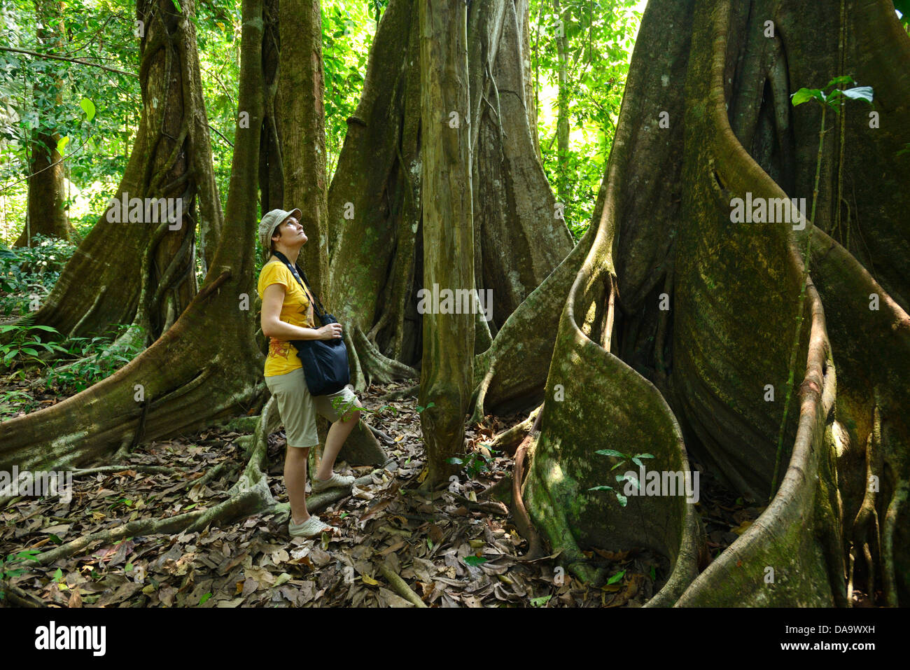 Central America, Costa Rica, Corcovado, National Park, Osa Peninsula, coastal forest, forest, tree, jungle, Puntarenas, Stock Photo