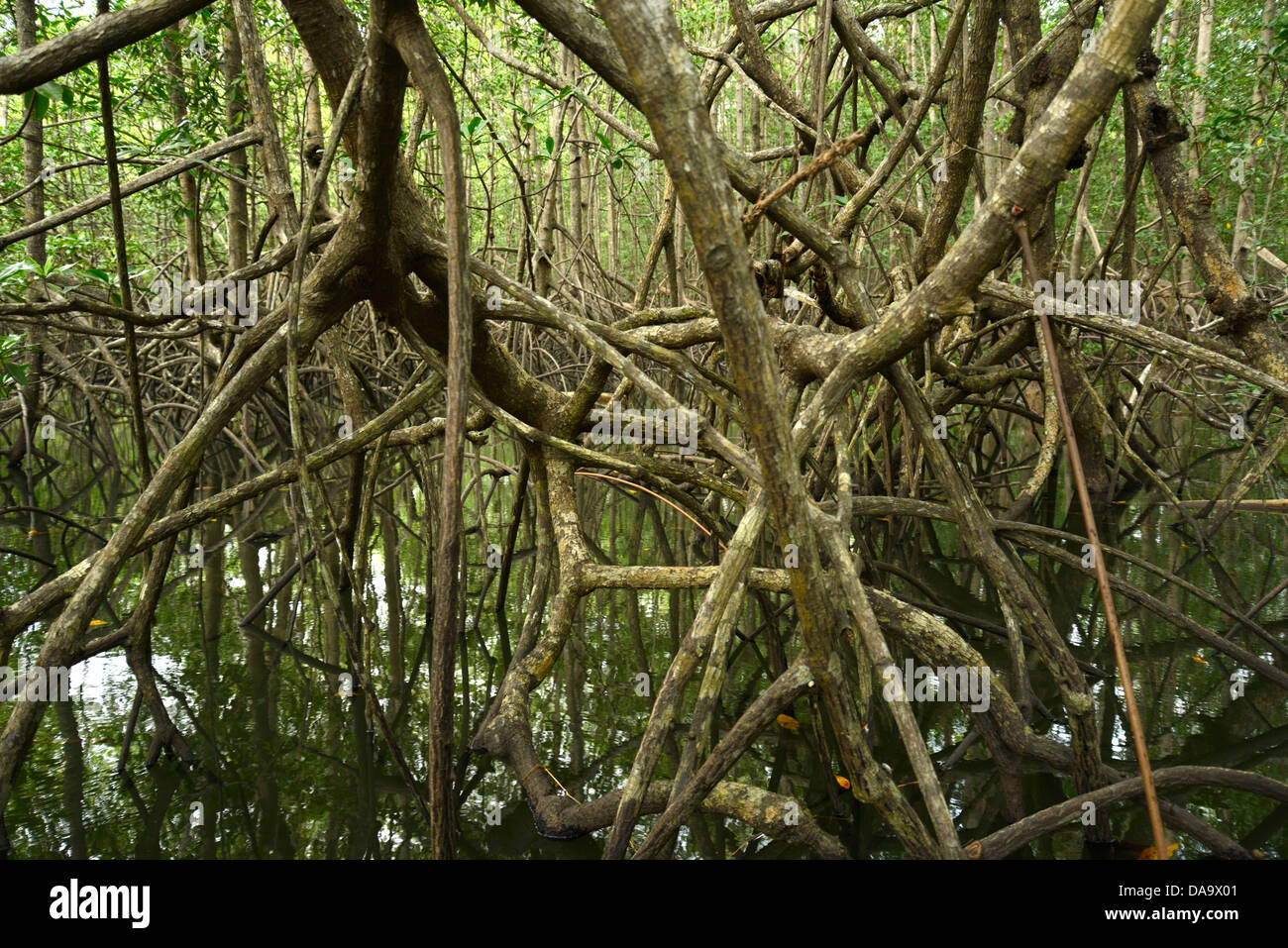 Pacific, mangrove, forest, Corcovado, National Park, Osa Peninsula, Costa Rica, Central America, Puntarenas, Stock Photo