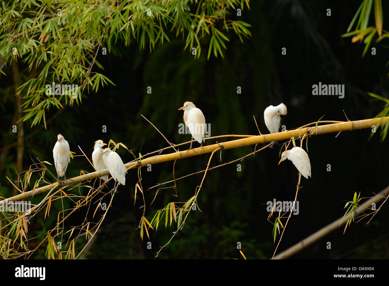 Central America, Costa Rica, Osa Peninsula, Corcovado, National Park, coastal forest, forest, bamboo, bird, egret, flock, Puntar Stock Photo