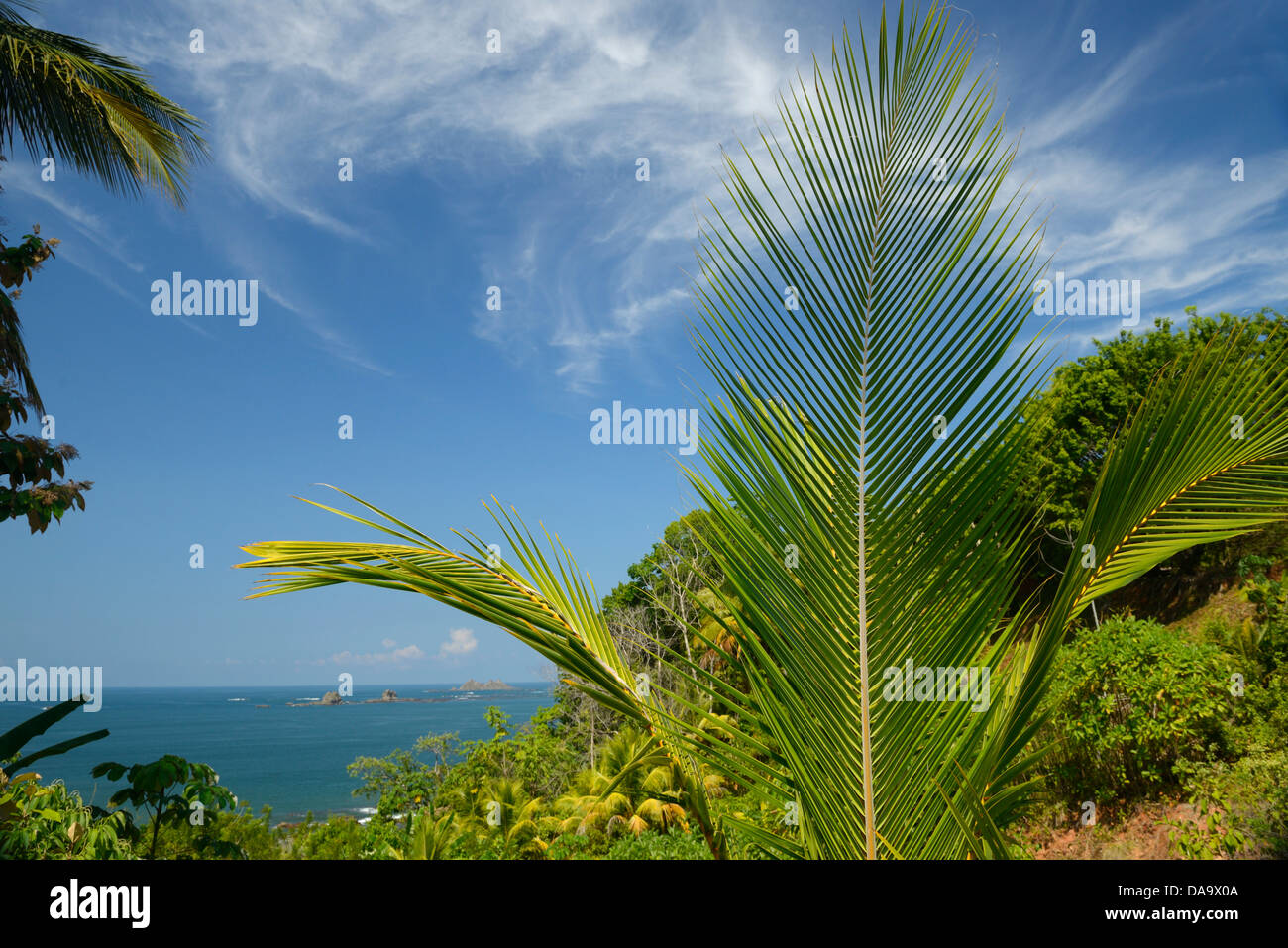 Central America, Costa Rica, Corcovado, National Park, Oso Peninsula, pacific coast, palm, Puntarenas, Stock Photo