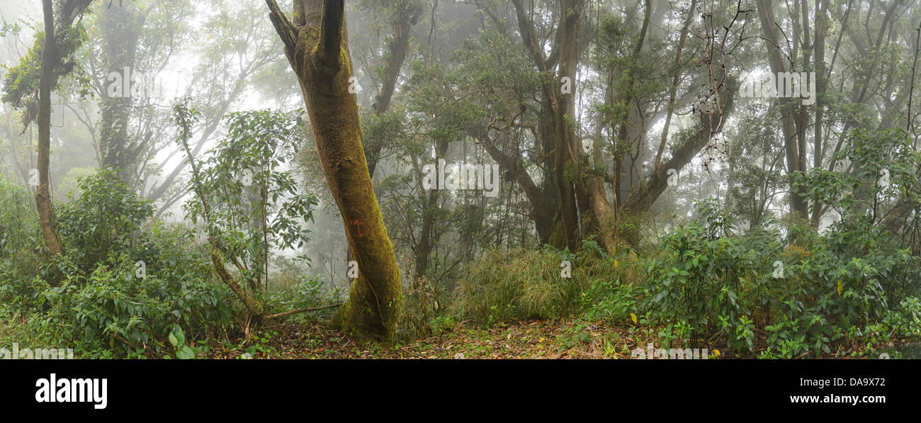 Central America, Costa Rica, Poas, volcanic, volcano, forest, cloud forest, fog, nature, tree, panorama, landscape, nobody, Alaj Stock Photo