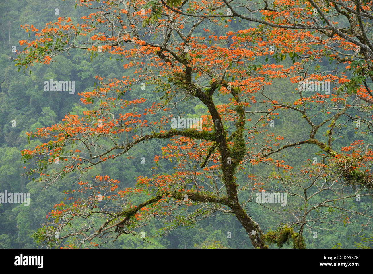 Central America, Costa Rica, landscape, green, coral tree, red flowers, blooming, tropical, Alajuela, Stock Photo