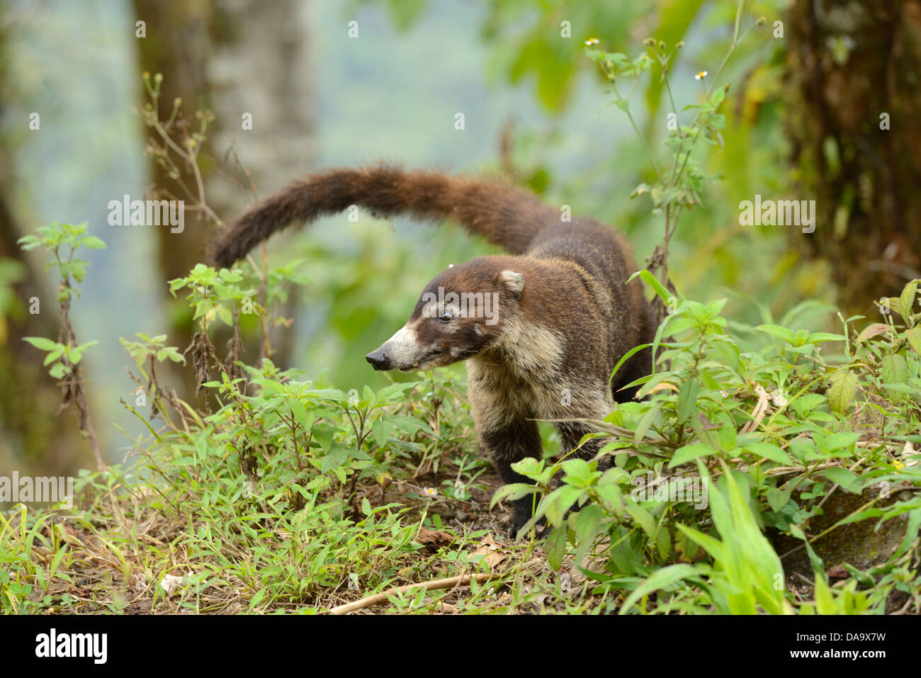 Central America, Costa Rica, coati, Nasua, wildlife, animal, coati mundi, Alajuela, Stock Photo