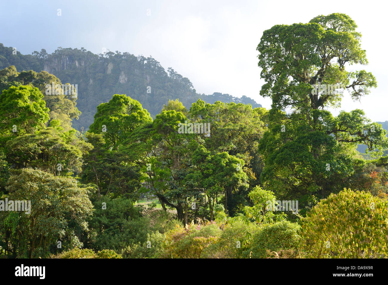 Central America, Panama, cloud forest, cliff, tree, landscape, Chiriqui Stock Photo