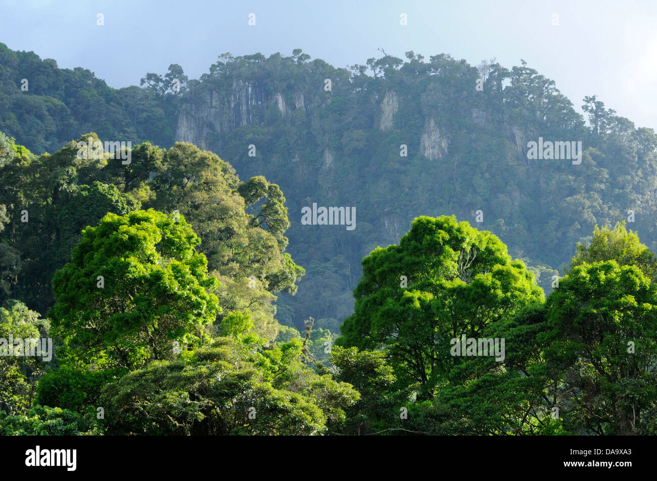 Central America, Panama, La Amistad, National Park, cloud forest, nature, Chirqui Stock Photo