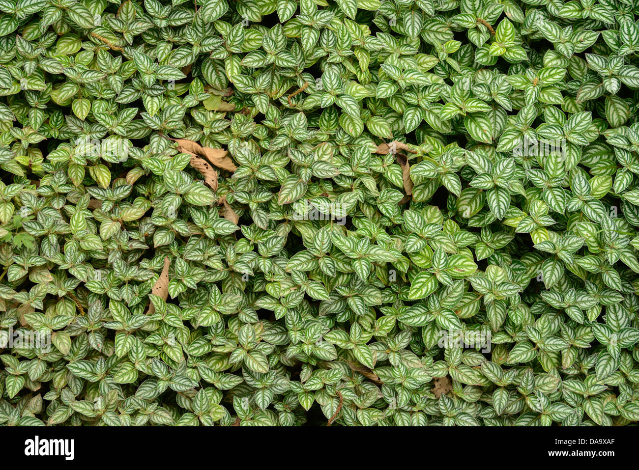 Central America, Panama, La Amistad, cloud forest, National Park, nature, leaf, leafs, Chiriqui Stock Photo