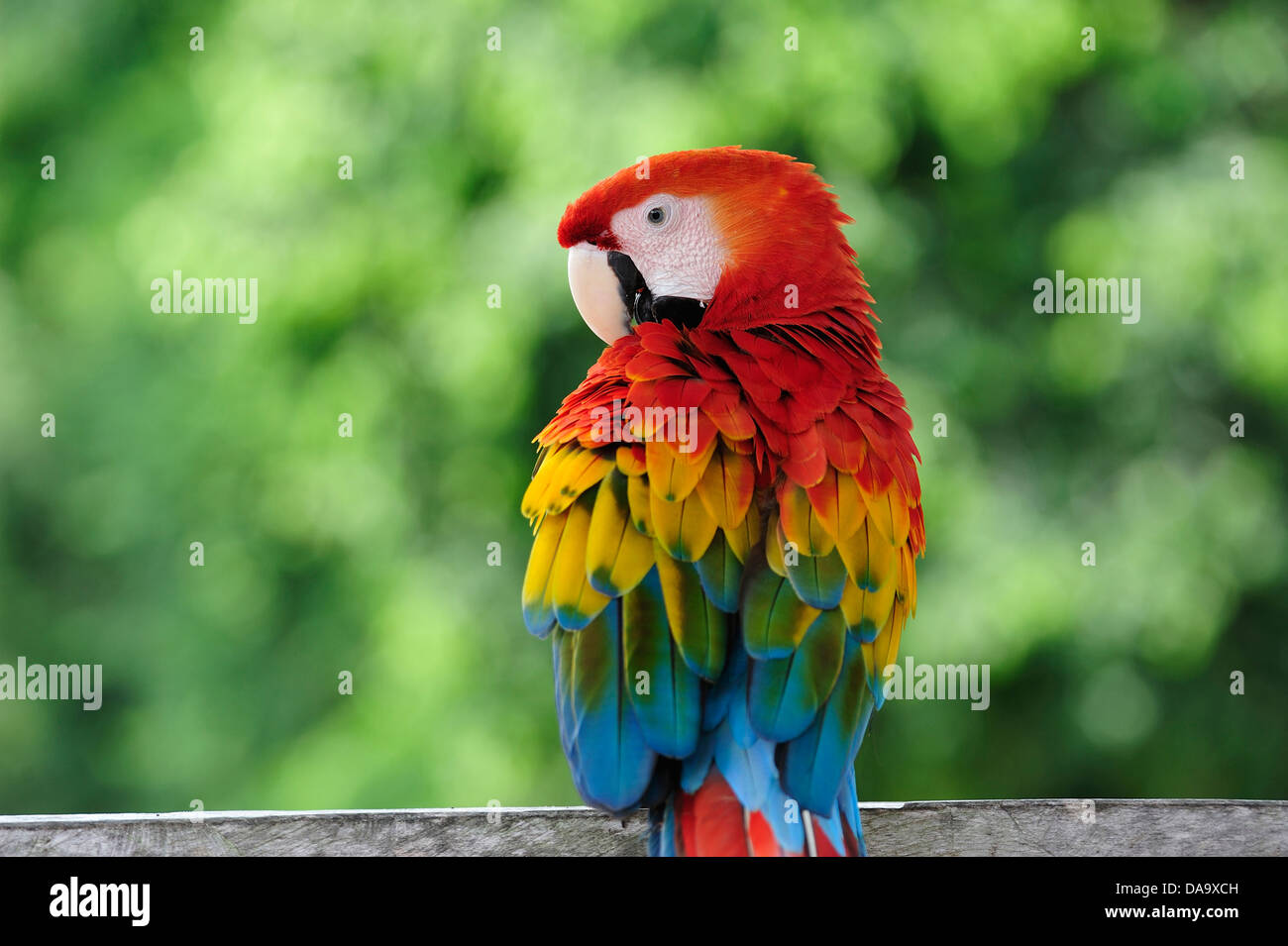 Peru, Amazon, Macaw, parrot, bird, colour, jungle, wildlife, Stock Photo
