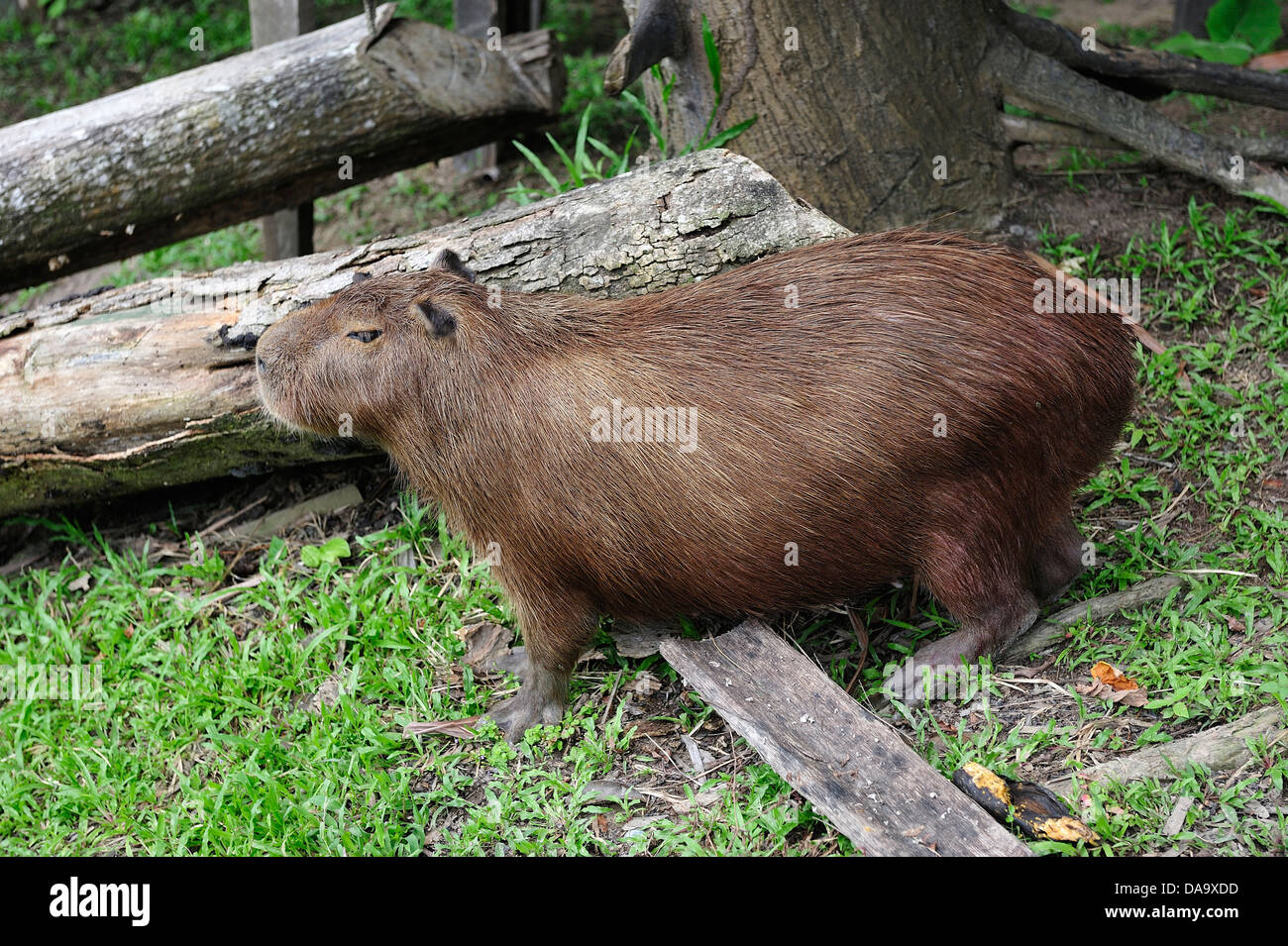 South America, Peru, Indigenous, Indian tribe, Indian Village, Ticuna Indians, Amazon, River, nutria, animal, wildlife, Stock Photo