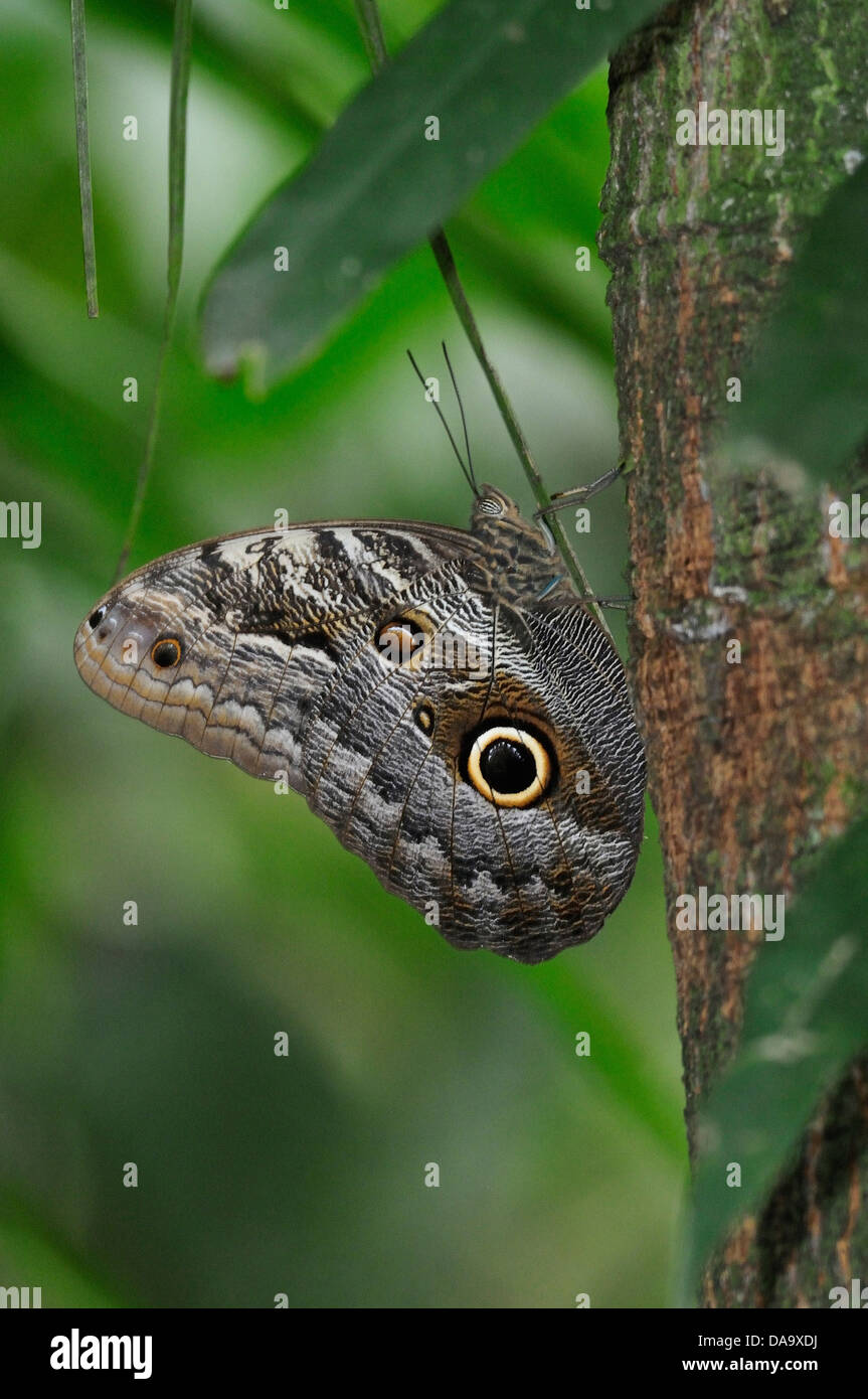 South America, Peru, Amazon, jungle, tropical, moth, Stock Photo