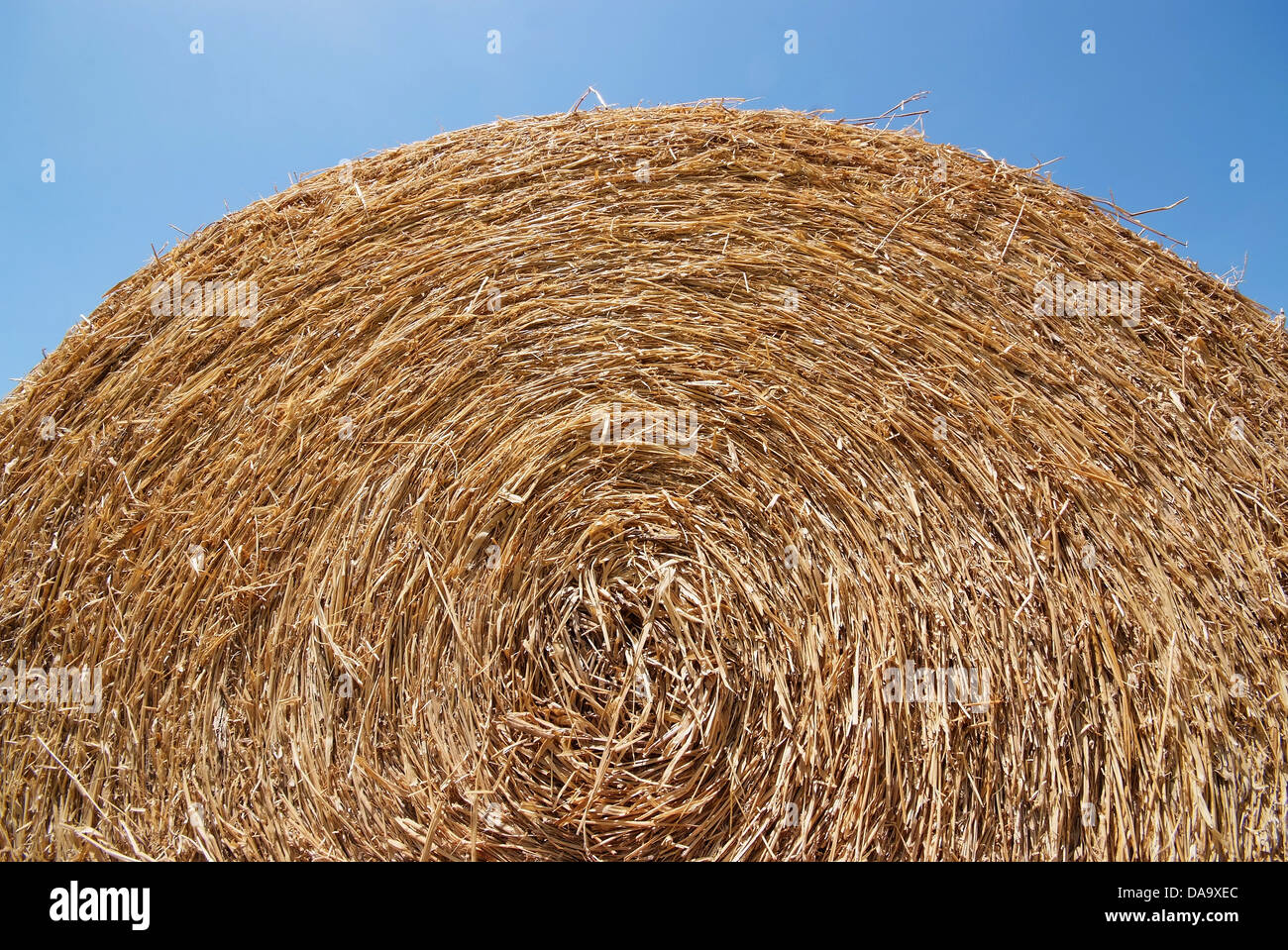 round bale of straw with blue sky in summer Stock Photo - Alamy