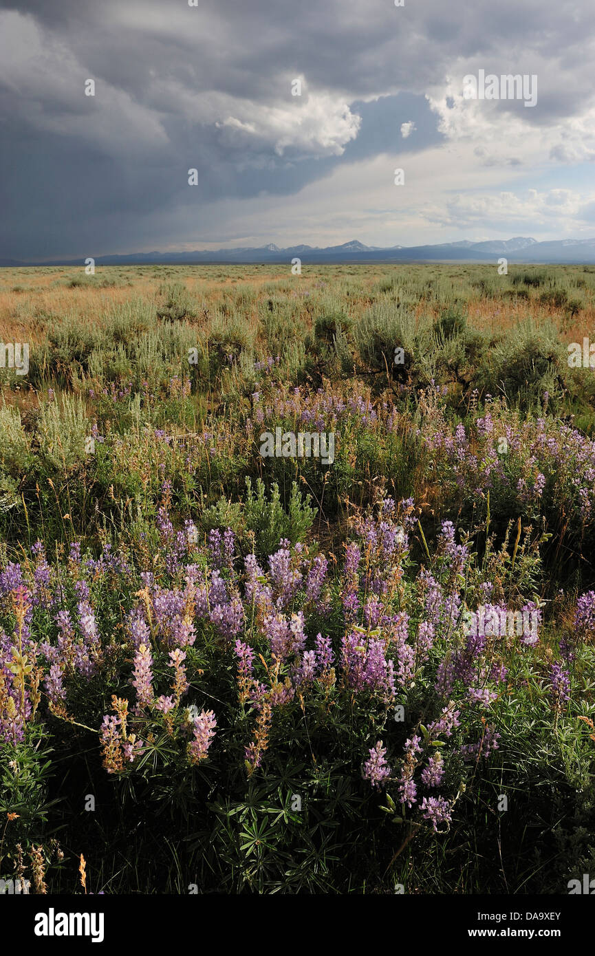 North America, Rockies, Rocky Mountains, Montana, USA, America, United States, flowers, thunder, storm, prairie, flower, grass, Stock Photo