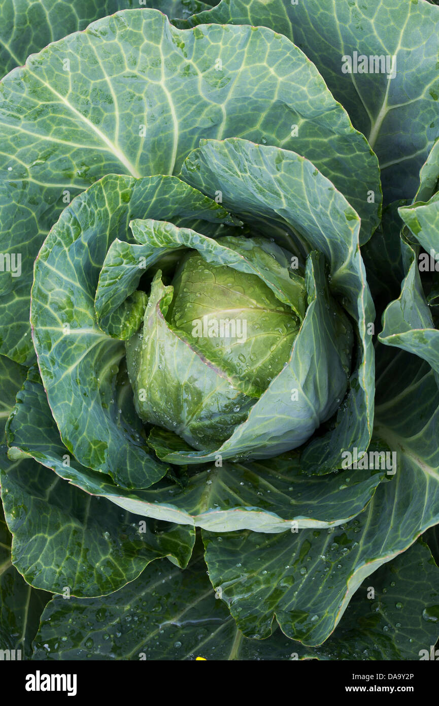 Brassica oleracea . Cabbage Stock Photo
