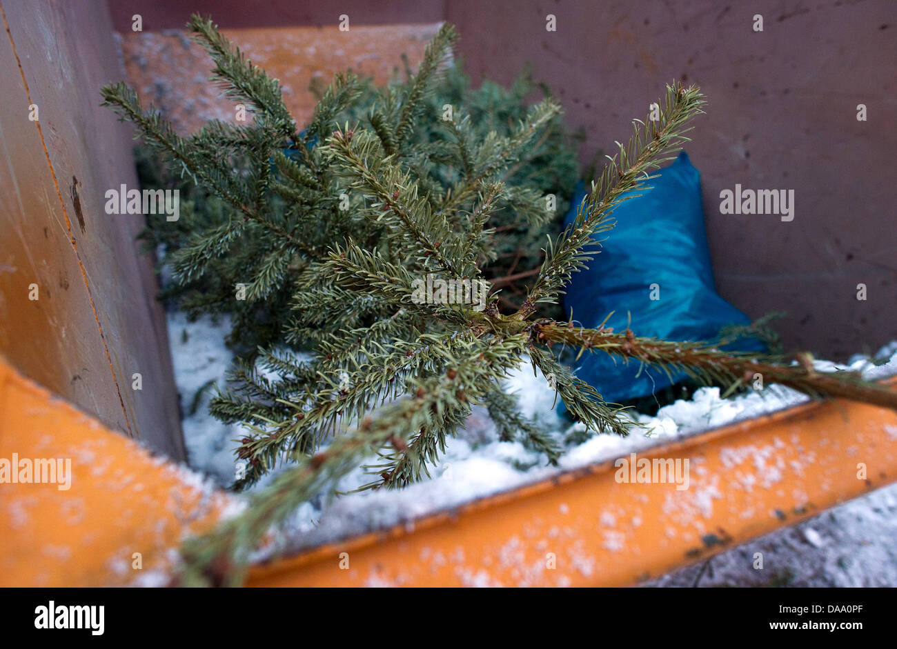 A Christmas tree lies in a container at the collecting point for the