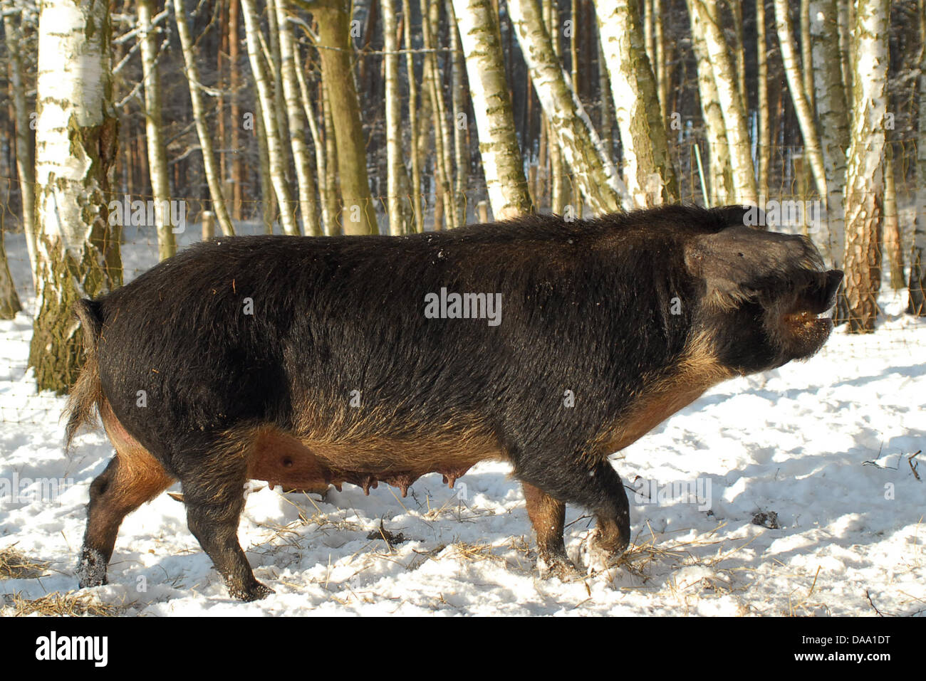 A rare Mangalitza swine stands on a snow-covered field on a farm estate in Amt Neuhaus, Germany 21 December 2010. The 'Gesellschaft zur Erhaltung alter und gefährdeter Haustierrassen' (GEH), a society for the conservation of old breeds of livestock and endangered pets, has launched the Ark Project, which is aimed at preserving traditional and endangered domesticised farm animals on Stock Photo