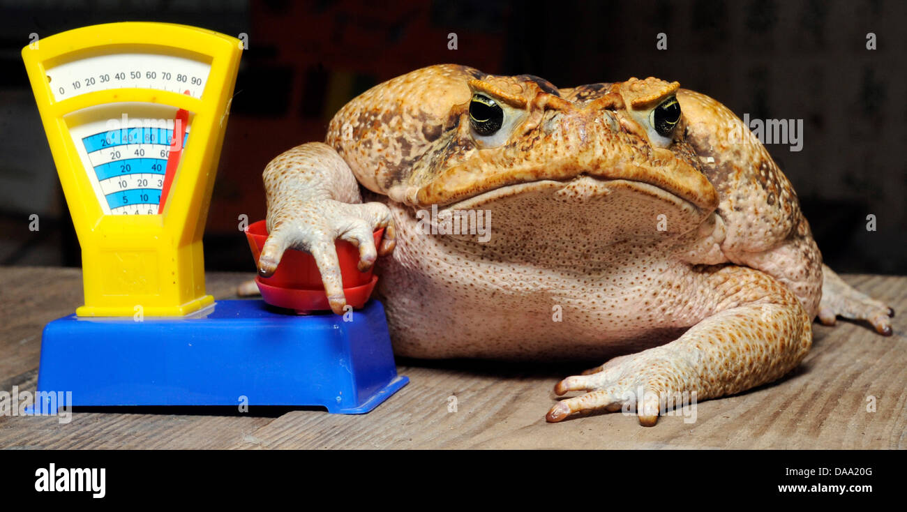 Жаба душит прикол. Жаба душит выражение. Жаба душит выражение. Самый страшный зверь это жаба. Жабадуш.