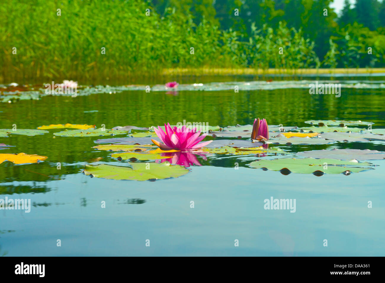 Lake with water lilies Stock Photo Alamy