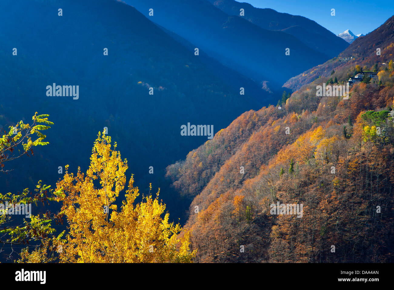 Onsernone valley, Switzerland, Europe, canton, Ticino, wood, forest, trees, autumn Stock Photo