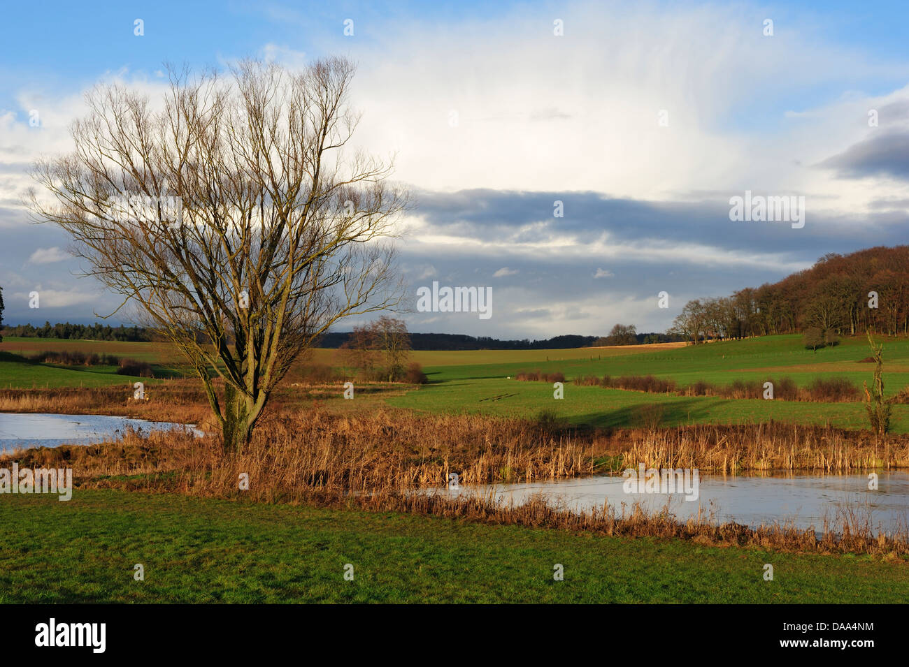 Marsh, Pratchie, ponds, forests, fields, Damphreux, Ajoie, Canton, Jura, Switzerland Stock Photo