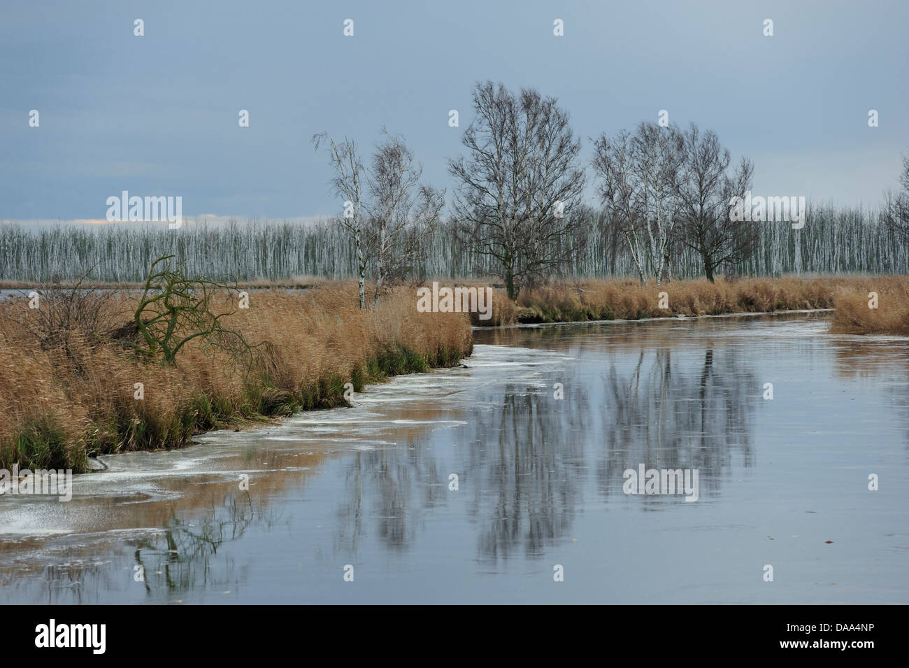 Peene River, moorland, birch-trees, ice, winter, Bergischow, Vorpommern-Greifswald district, Germany Stock Photo