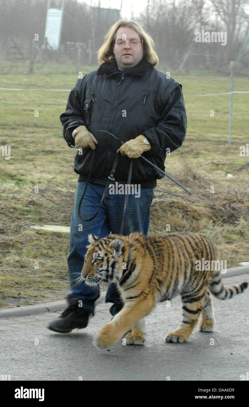 Animal trainer Sascha Prehn walks tigress Sina in Berkentin, Germany, 10 January 2011. Since locals complained, Mr Prehn only tales Sina for walks in less densely populated areas. Photo: WOLFGANG LANGENSTRASSEN Stock Photo
