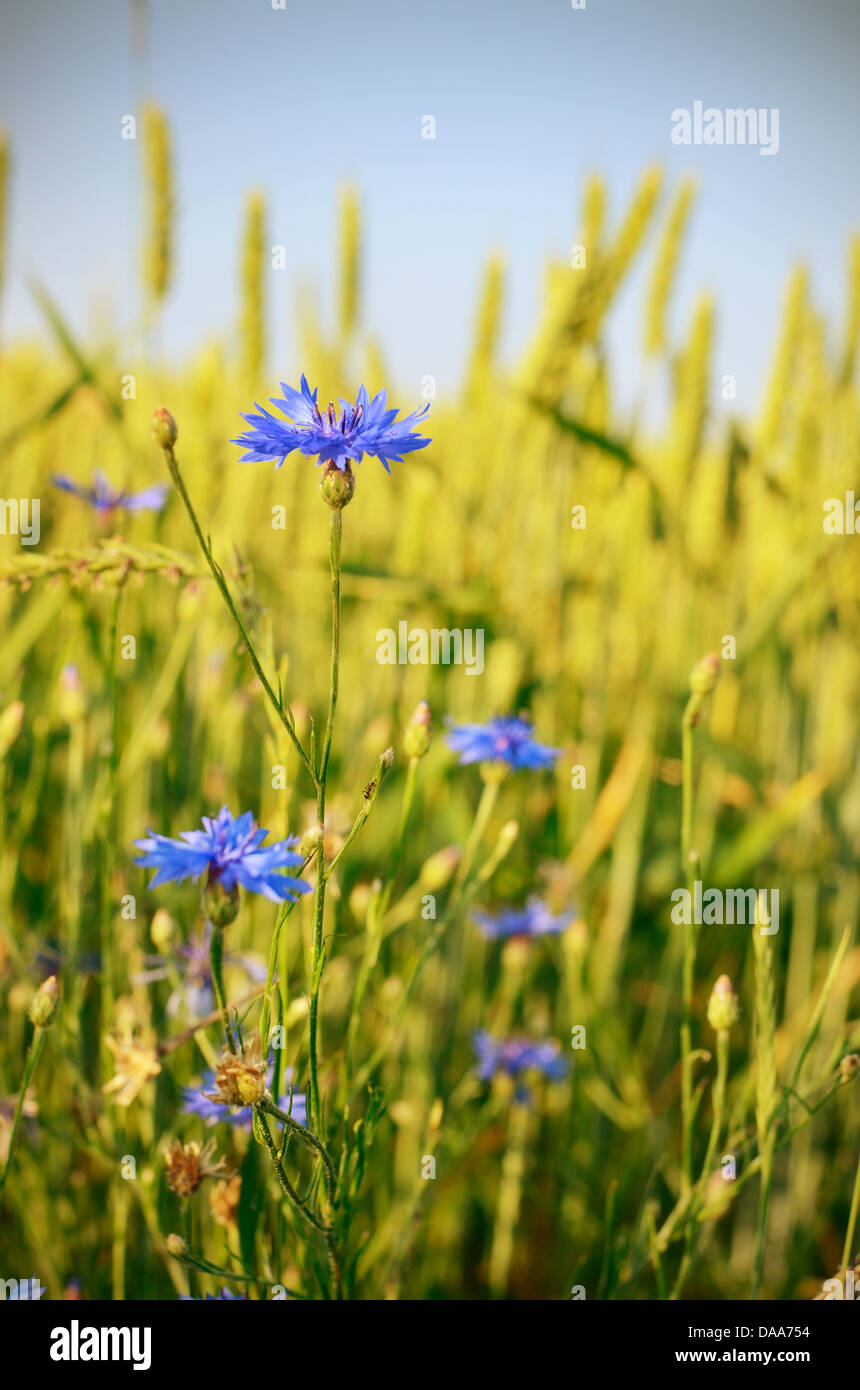 Wheat field with blue cornflowers summer time Stock Photo