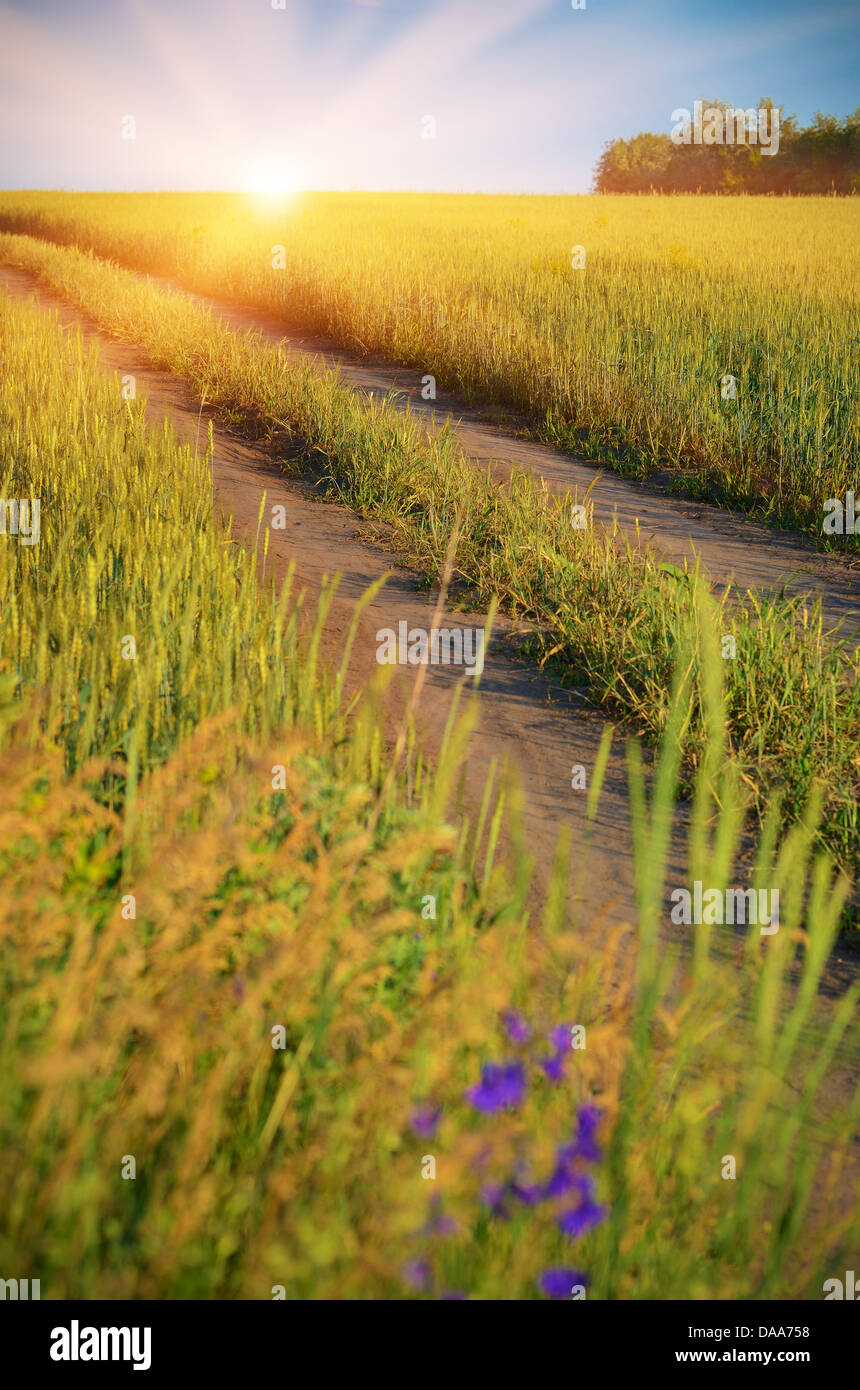 Golden wheat field under sunny blue sky Stock Photo - Alamy
