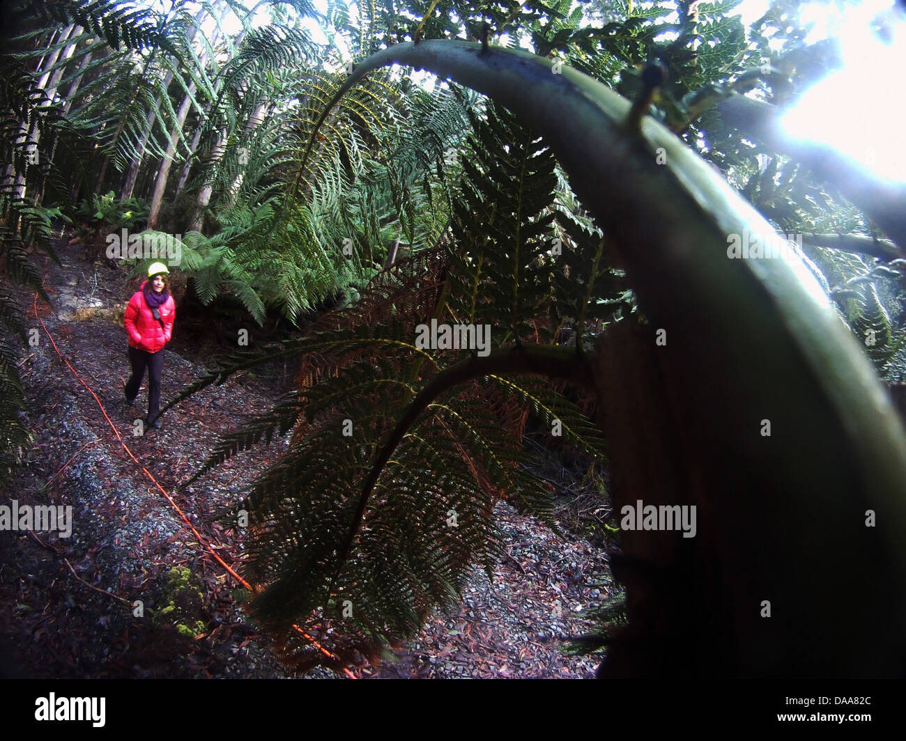 Longterm forest ecology field site at Warra in the Huon Valley