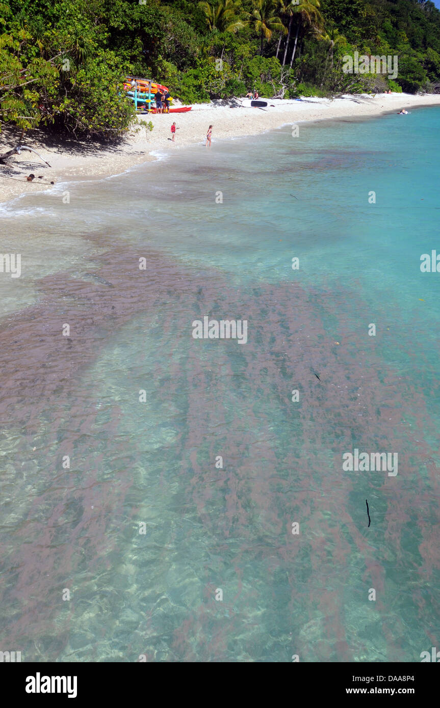 Algal bloom (Trichodesmium sp.) washing up on the shores of Fitzroy Island, Great Barrier Reef Marine Park, Queensland Australia Stock Photo