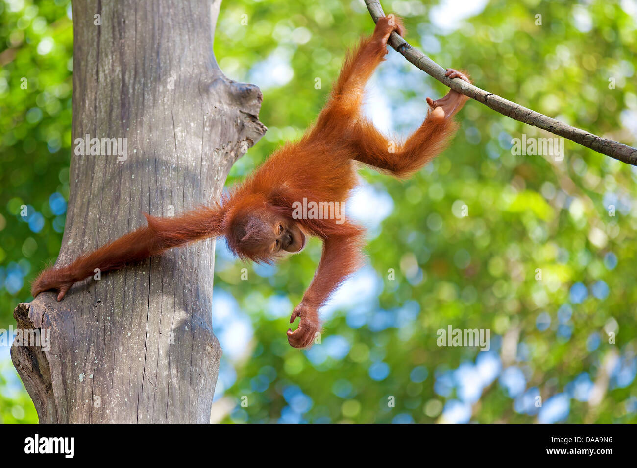 Borneo Orangutan Stock Photo