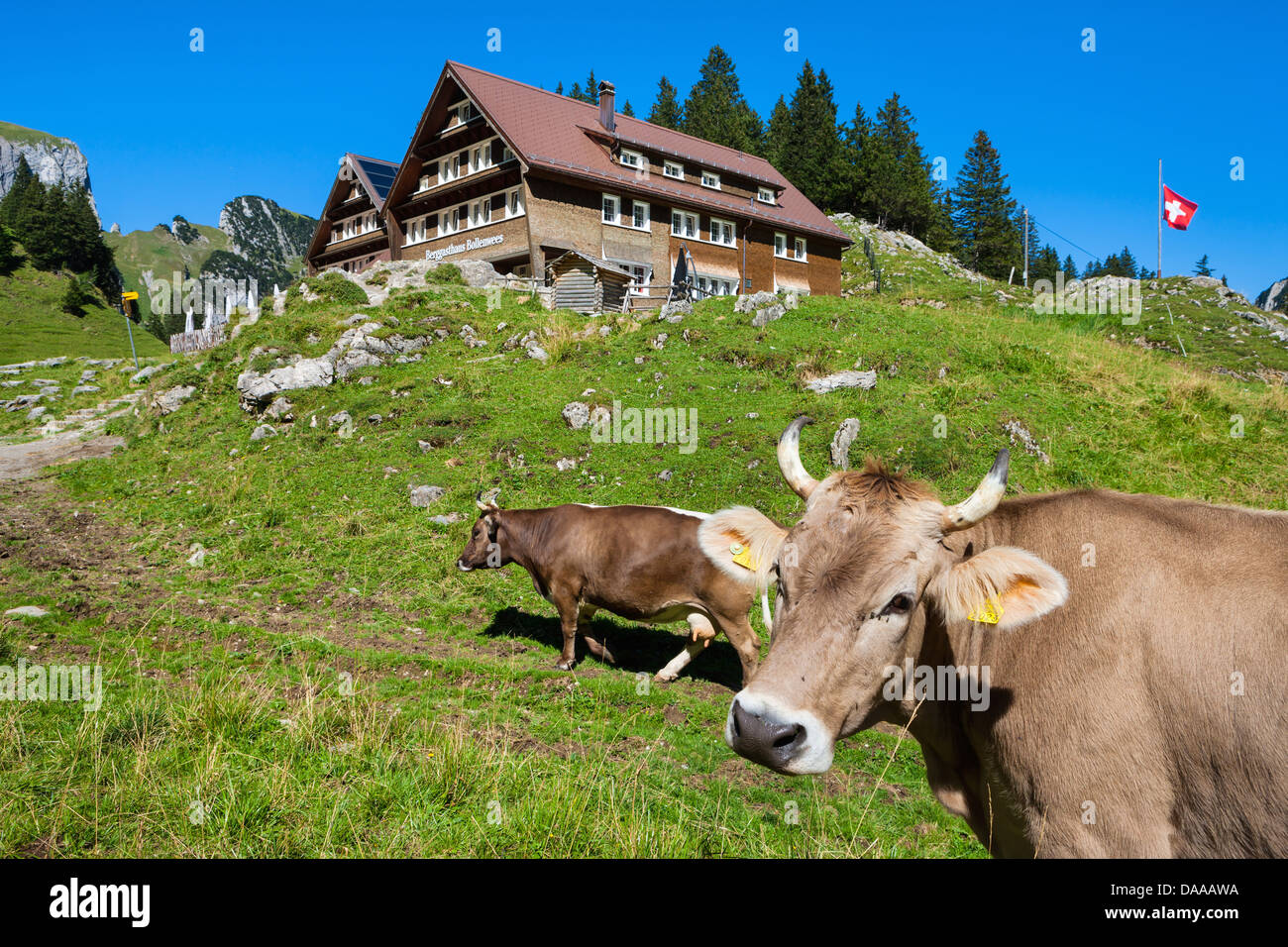 Bollenwees, Switzerland, Europe, canton, Appenzell, Innerrhoden, Alpstein, mountain inn, restaurant, Alp, cows Stock Photo