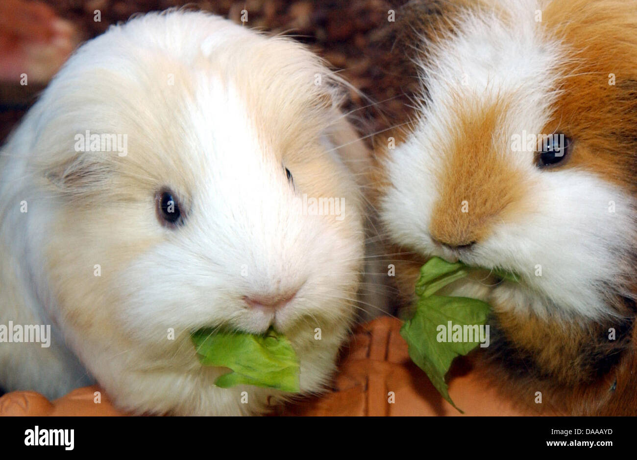 A file picture dated 20 September 2005 shows two guinea pigs with salad in Pulheim, Germany. Softie men and macho women do not only exist among humans. Guinea pigs in love are not as good at learning and remembering as guinea pigs that are kept alone. Behavioural biologists at Vienna University have proved this in a study. Photo: Horst Ossinger Stock Photo