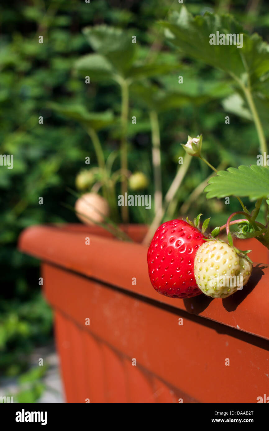 Strawberries ripening garden hi-res stock photography and images - Alamy