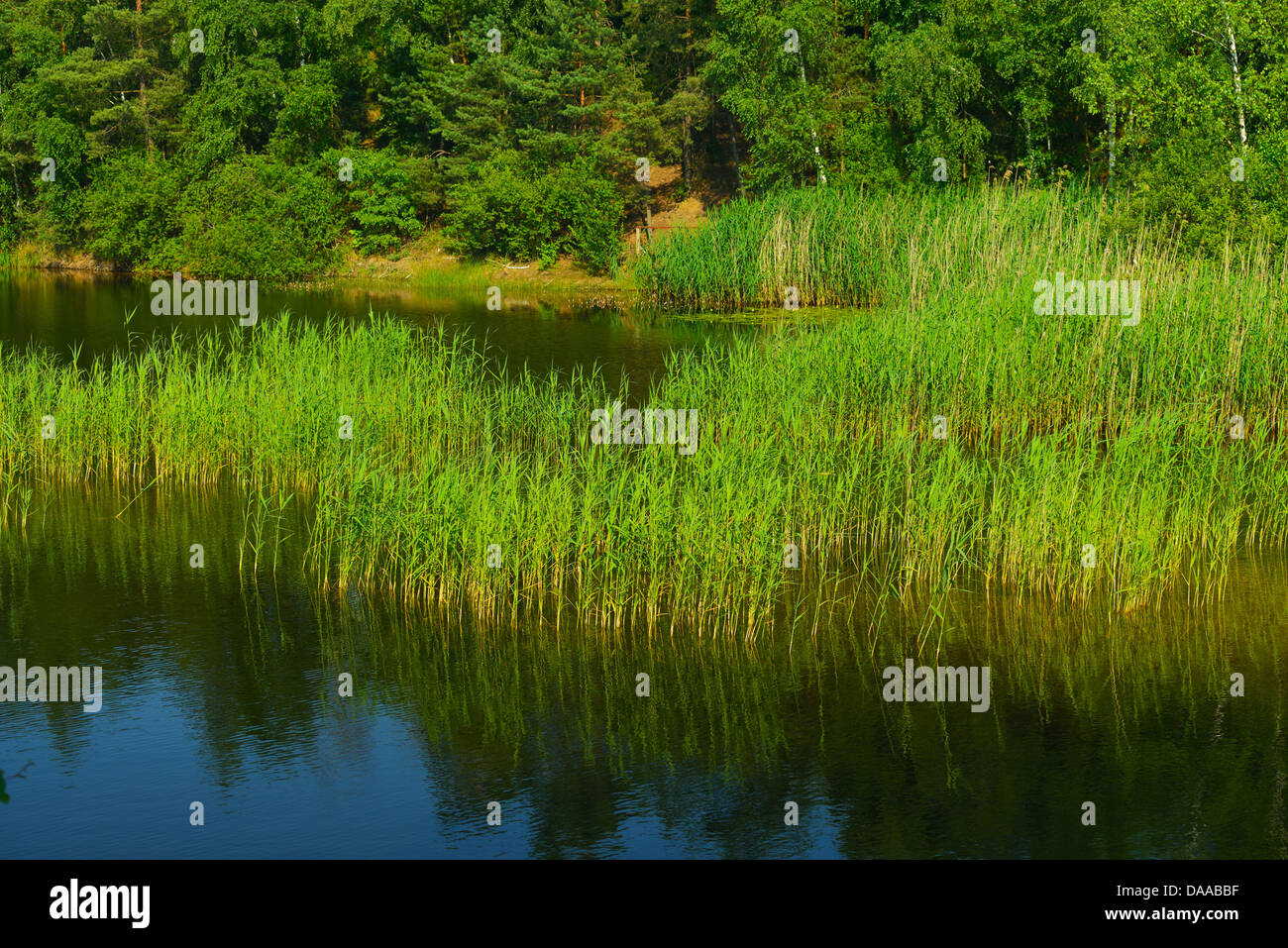 Waldsee, Wilsche, Gifhorn, Lower Saxony, Germany Stock Photo Alamy