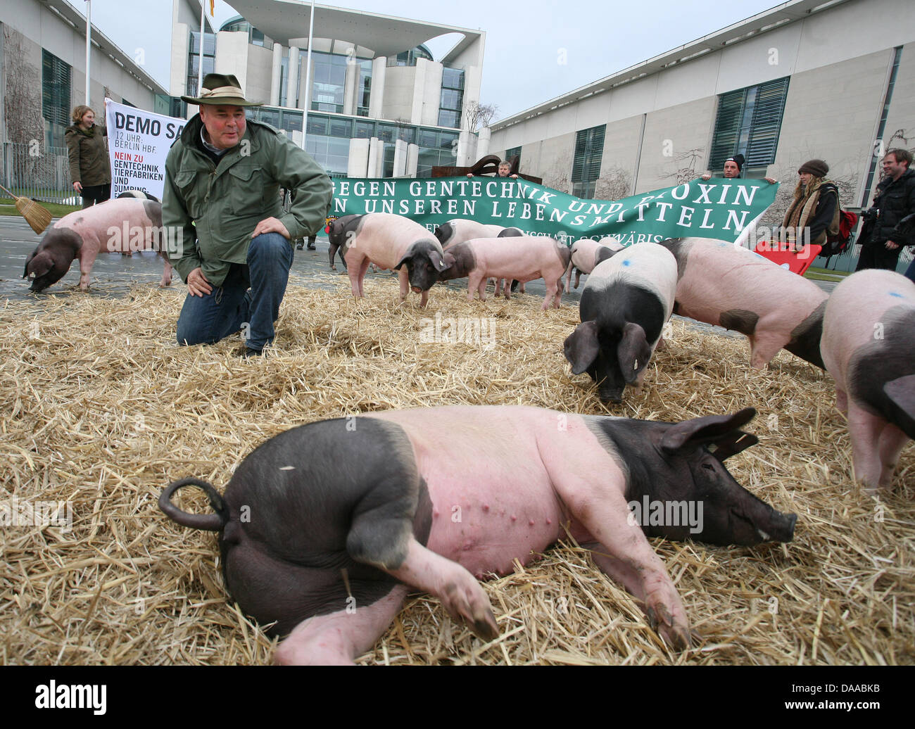 Organic farmer Rudolf Buehler is pictured with his herd of SwabianHall