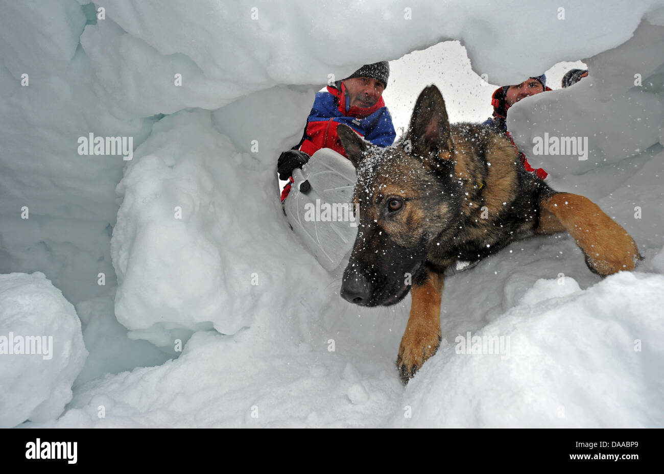 Dog handlers Winfried Strunz (L) and Andreas Schuetz of the mountain rescue service simulate the search for a person after an avalanche accident with German shepherd Balu near Garmisch-Partenkirchen, Germany, 19 January 2009. Every year, the mountain rescue service of the Bavarian Red Cross trains dogs to be avalanche search dogs. Photo: Peter Kneffel Stock Photo