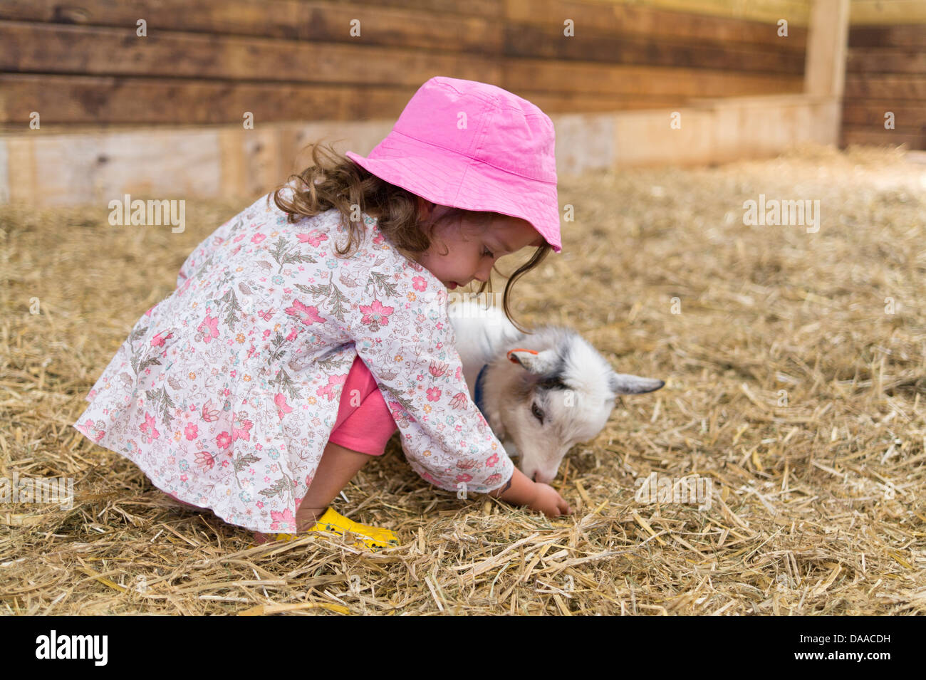 Four year old girl feeding a kid goat at a petting farm. Stock Photo