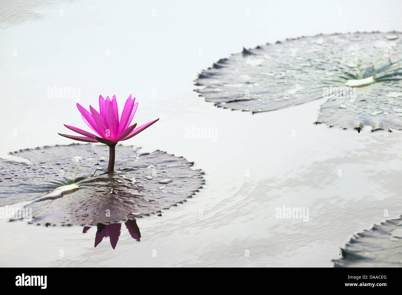 Red water lilies blooming in wetlands Stock Photo Alamy