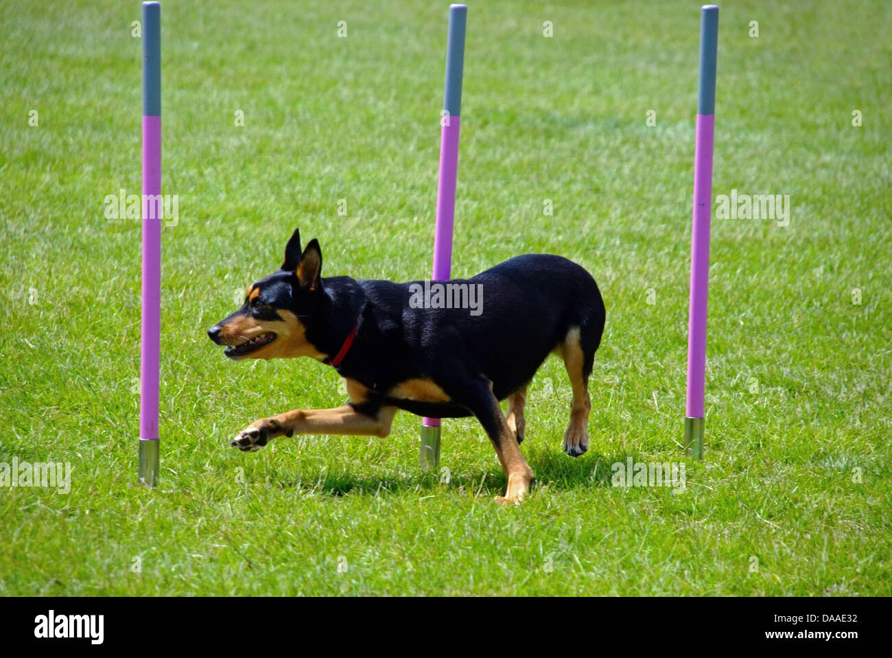 Kelpie Dog Going Through Weave Poles at Agility Dog Show Stock Photo Alamy
