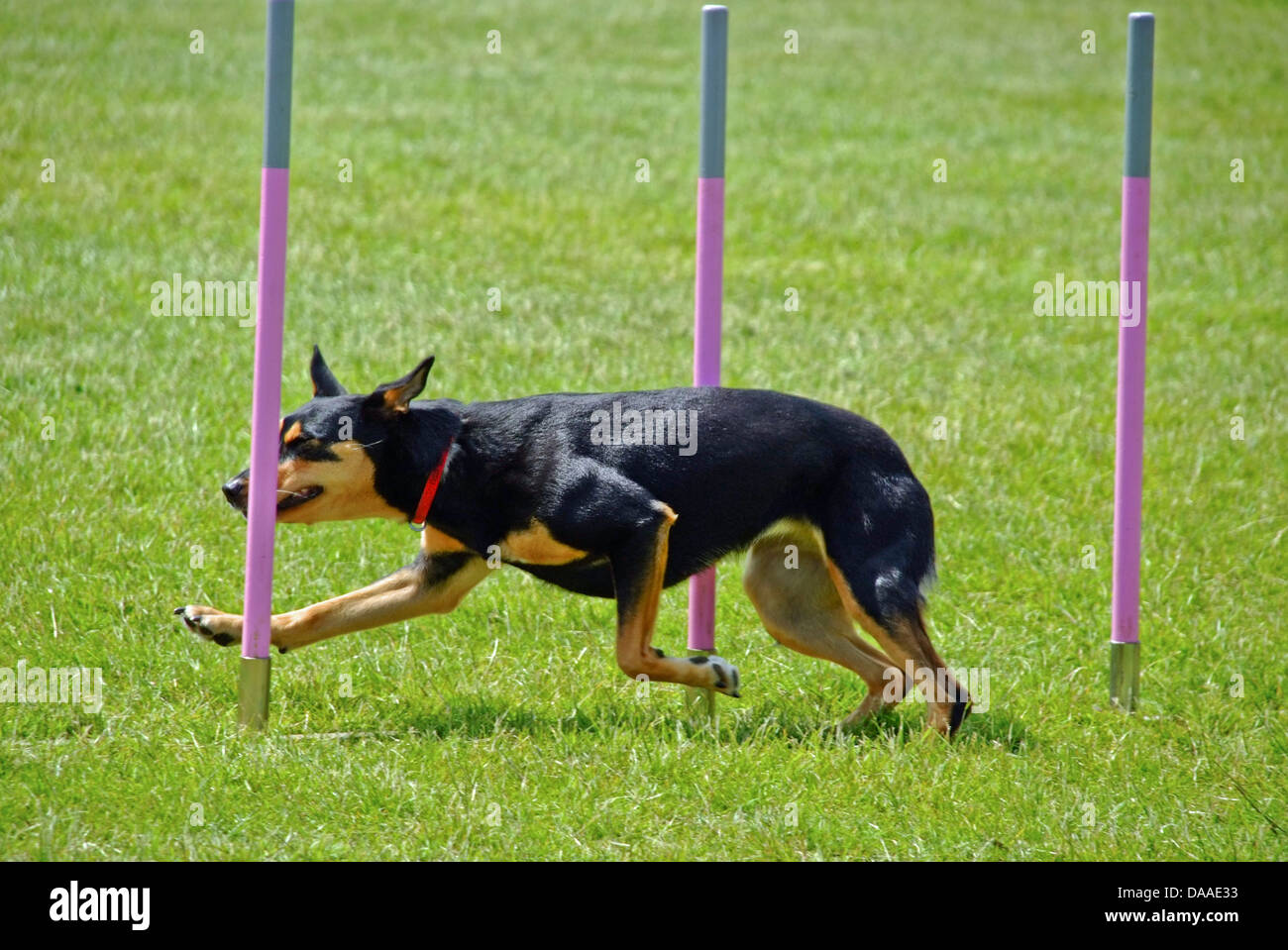 Kelpie Dog Weaving Through poles At Agility Show Stock Photo Alamy