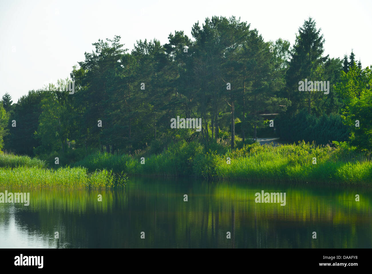 Waldsee, Wilsche, Gifhorn, Lower Saxony, Germany Stock Photo Alamy
