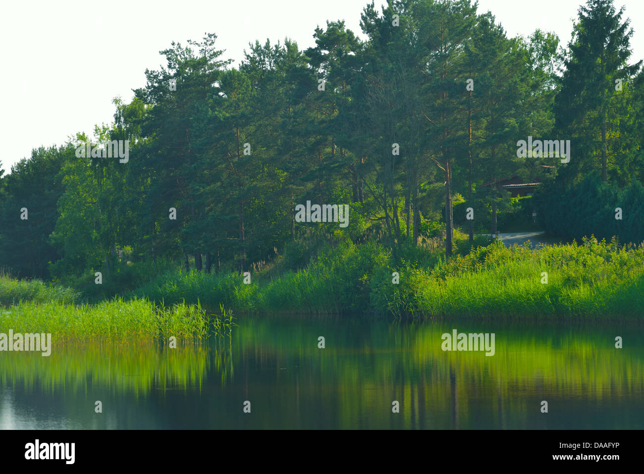 Waldsee, Wilsche, Gifhorn, Lower Saxony, Germany Stock Photo Alamy