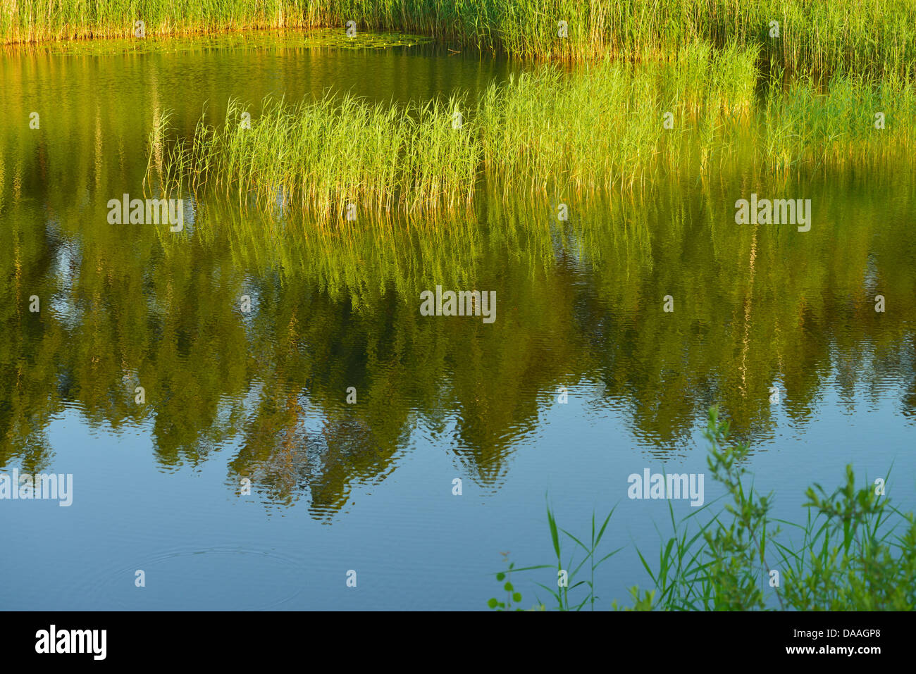 Waldsee, Wilsche, Gifhorn, Lower Saxony, Germany Stock Photo Alamy