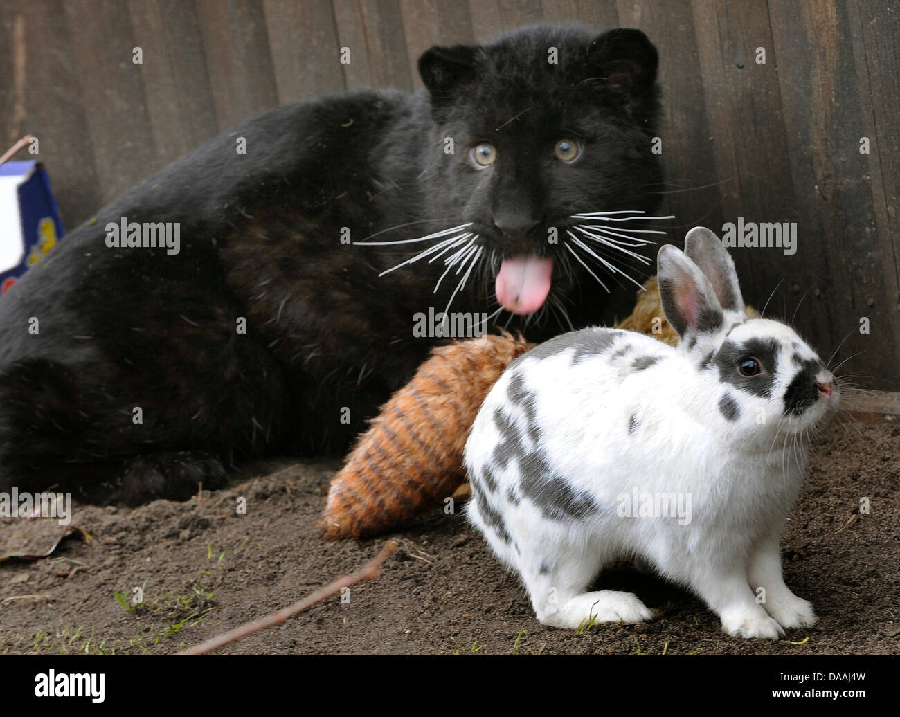 Симбиоз между кроликом и черной пантерой 136