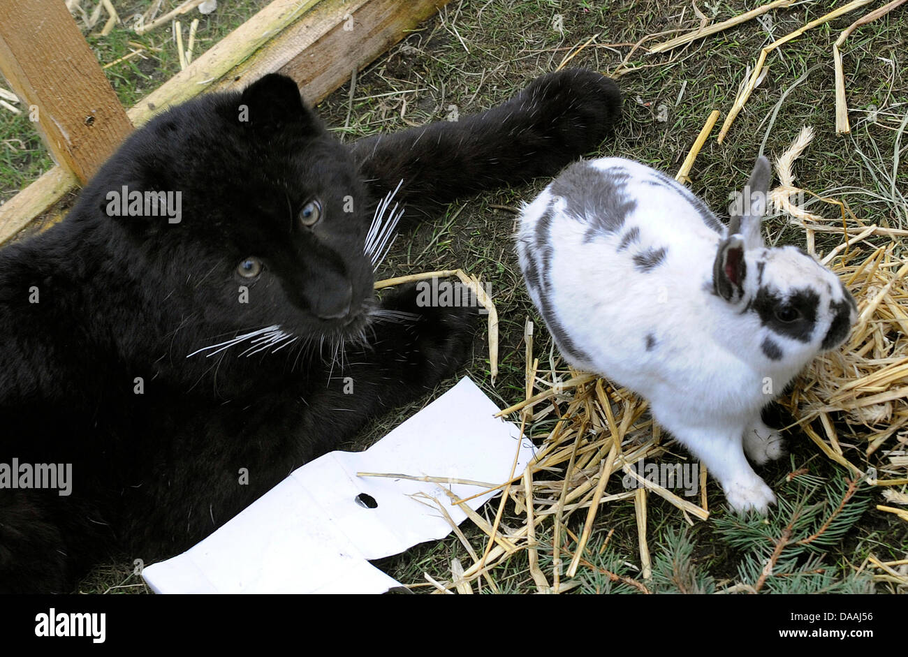 A baby panther plays with a bunny at the Serengeti Park in Hodenhagen, Germany, 03.02.2011. Photo: HOLGER HOLLEMANN Stock Photo