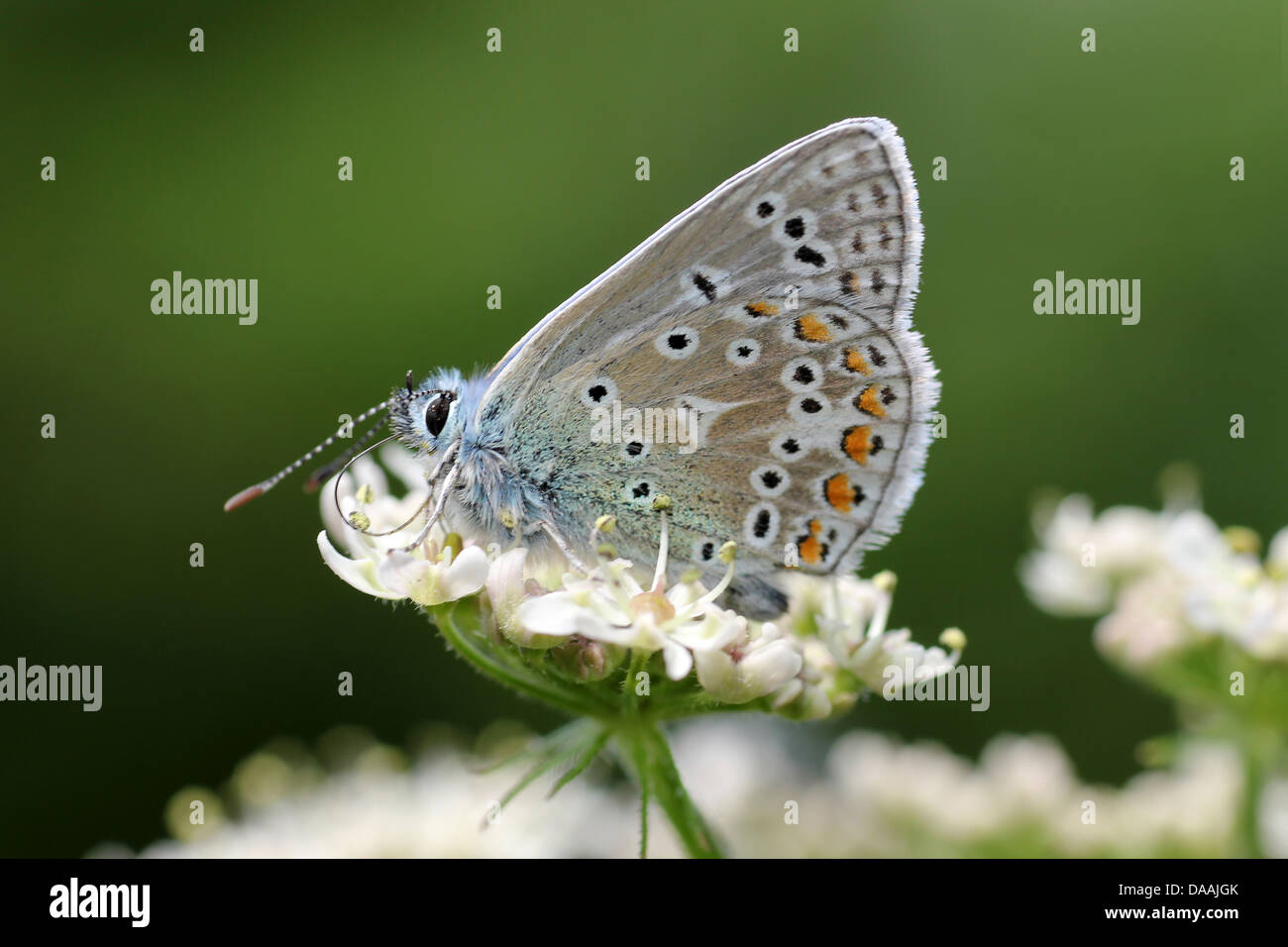 Common Blue Polyommatus icarus Stock Photo