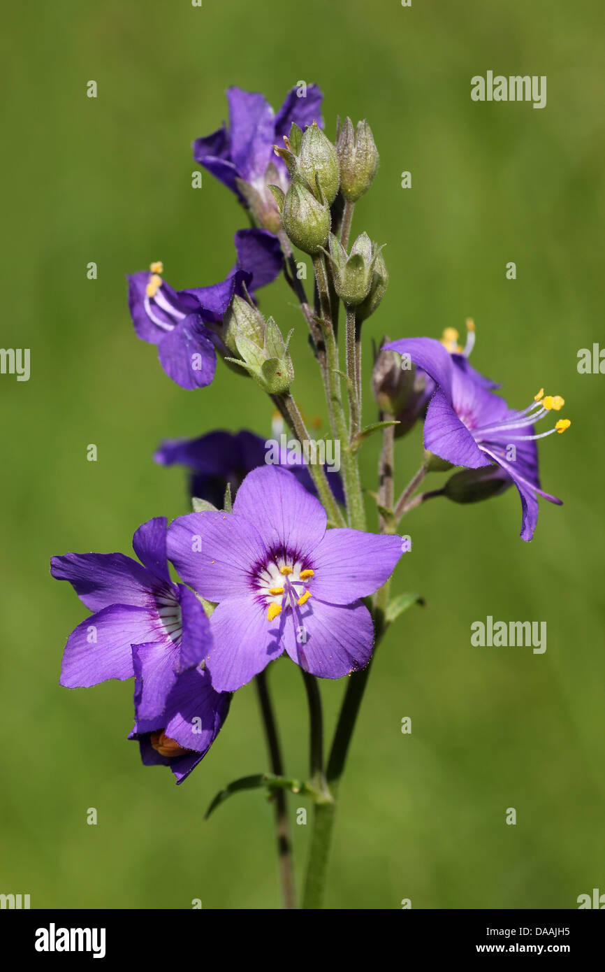 Jacob's Ladder Polemonium caeruleum Growing In The Wild At Lathkill Dale, Derbyshire, UK Stock Photo