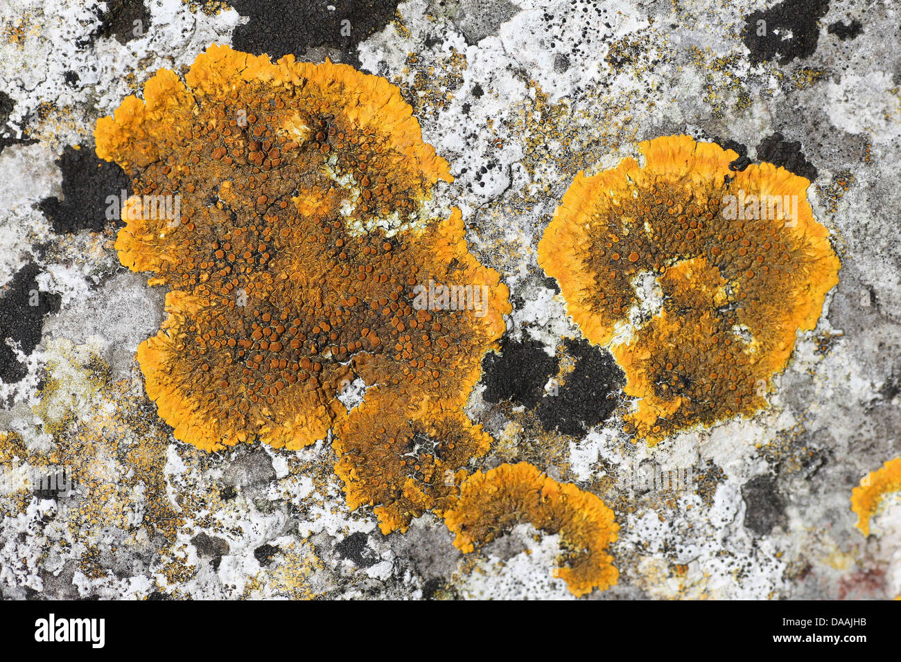 Caloplaca flavescens - an Orange-yellow Crustose Lichen Found On Calcareous Rocks Stock Photo