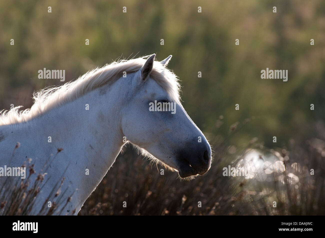 Europe, Camargue, Wild Horse, Horse, animal, head, France, Equus caballus, white horse Stock Photo